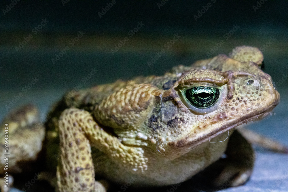 Macro of a green and brown frog isolated on black and gray background Macro of a green and brown frog isolated on black and gray background
