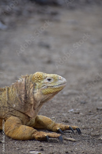 Yellow iguana in nature