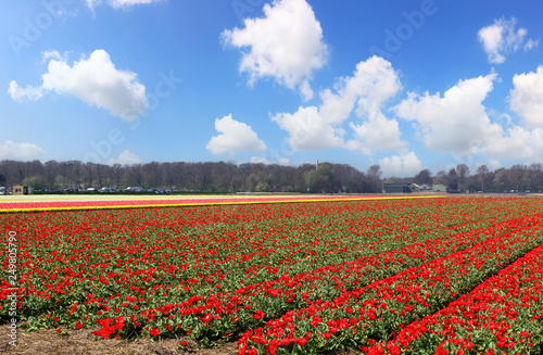 Holland tulips field. Spring magic of blossom. Dutch flowers. Colorful flowering landscape. Netherlands  Lisse - Tulip-growing region
