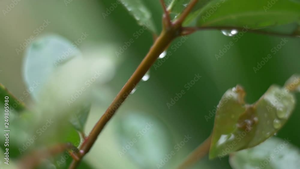 bokeh water drop on flower