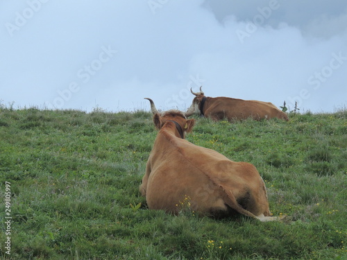 Alpine Cows