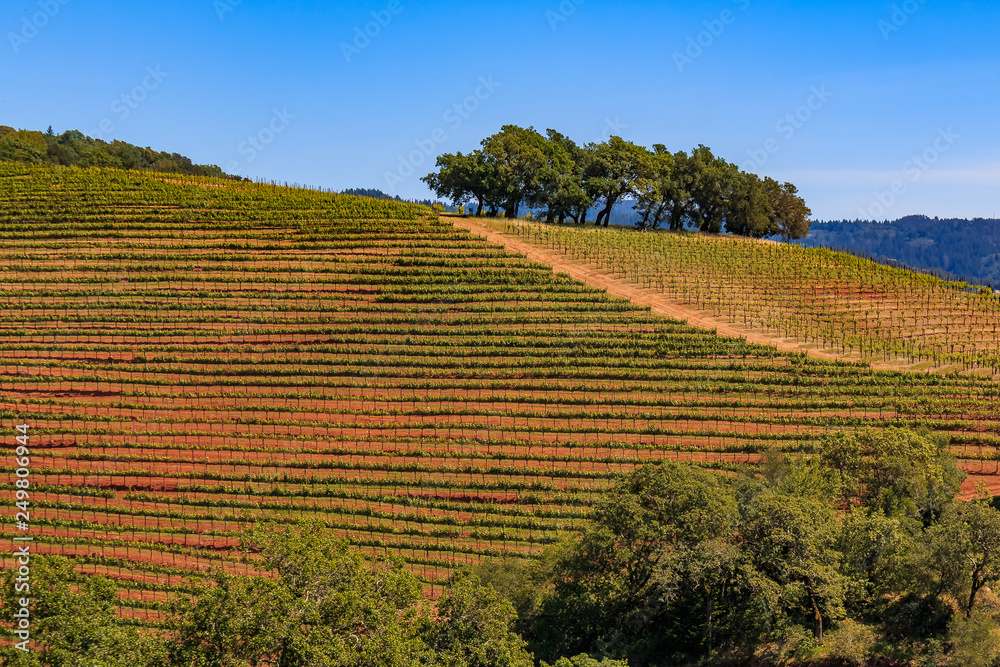 Rows of grape vines on rolling hills at a vineyard in the spring in Sonoma County, California, USA