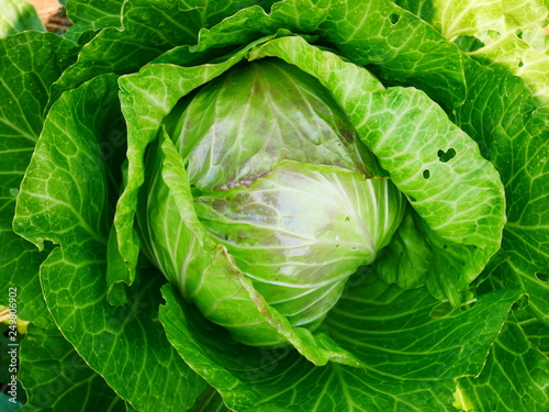 organic green cabbage 