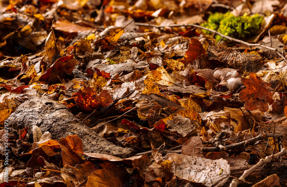forest ground with leaves, moss and branches forest ground with leaves, moss and branches