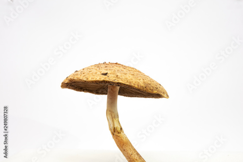 Wild Mushrooms photo