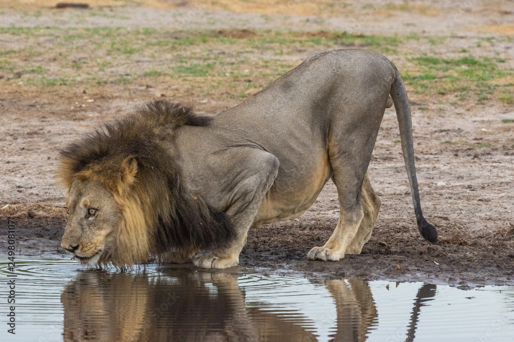 The Savuti Marsh Pride lions roam in the Chobe National Park Botswana. The Savuti Marsh Pride lions roam in the Chobe National Park Botswana.
