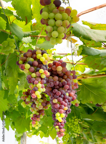 Wallpaper Mural Bunches of Fresh Grapes Torontodigital.ca