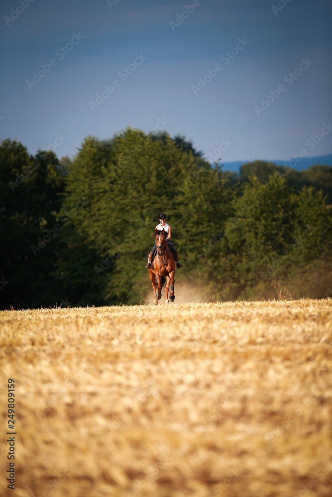 Horsewoman with horse galloping on a stubble field in summer photographed from the front from some distance.. Horsewoman with horse galloping on a stubble field in summer photographed from the front from some distance..