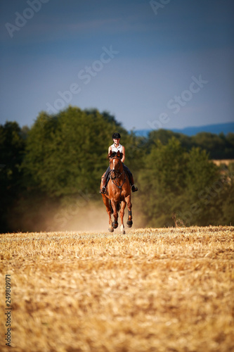 Horsewoman with horse galloping on a stubble field in summer photographed from the front from some distance..