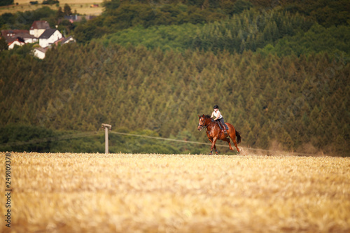 Horsewoman with horse galloping on a stubble field in summer photographed from the front from some distance.. © RD-Fotografie