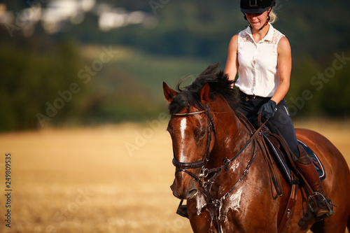 Horse with rider in close-up. Head portraits from the front, foamy, sweaty with front harness..