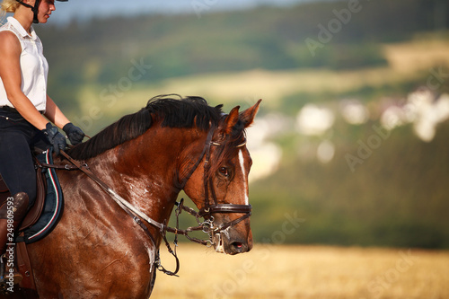 Horse with rider in close-up. Head portraits from the front, foamy, sweaty with front harness..