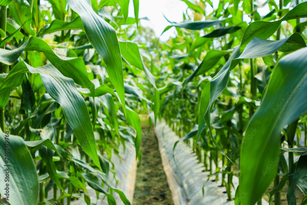 Corn plant with green leaves growth in agriculture field outdoor Corn plant with green leaves growth in agriculture field outdoor