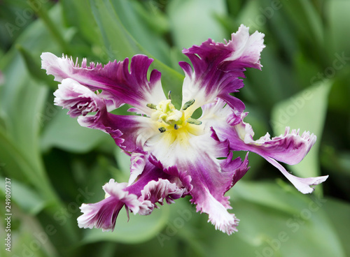 Tulip flower purple with white. Tulips in this class have the most unusual and exotic species: the petals are deeply indented in their edges, sometimes wavy, which is reminiscent shredded bird feather photo