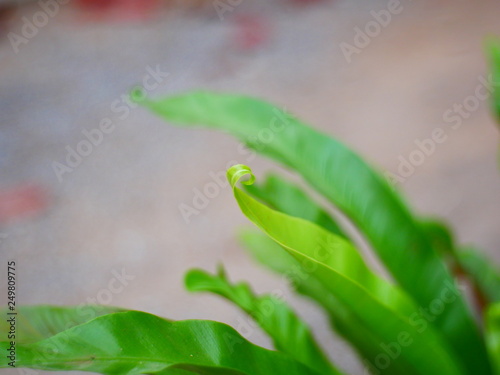 green leaf with water drops © amonphan