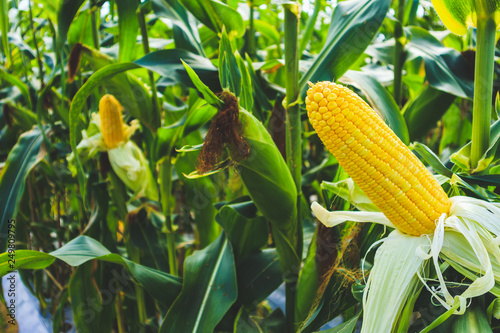 Corn cob with green leaves growth in agriculture field outdoor