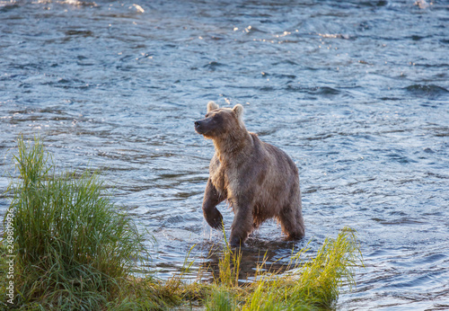 Bear on Alaska