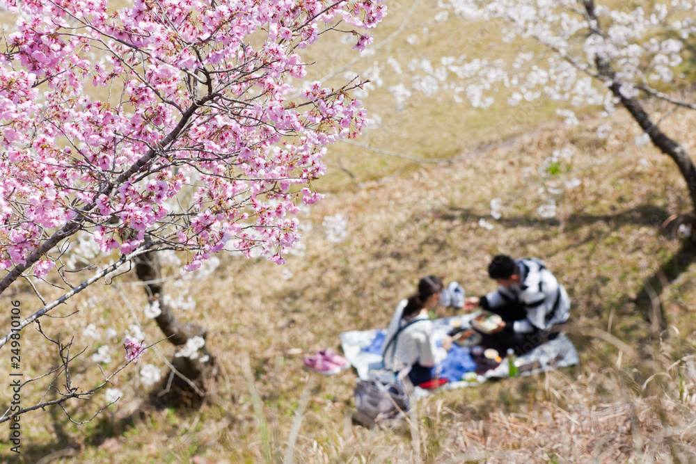 丸岡公園の桜 丸岡公園の桜