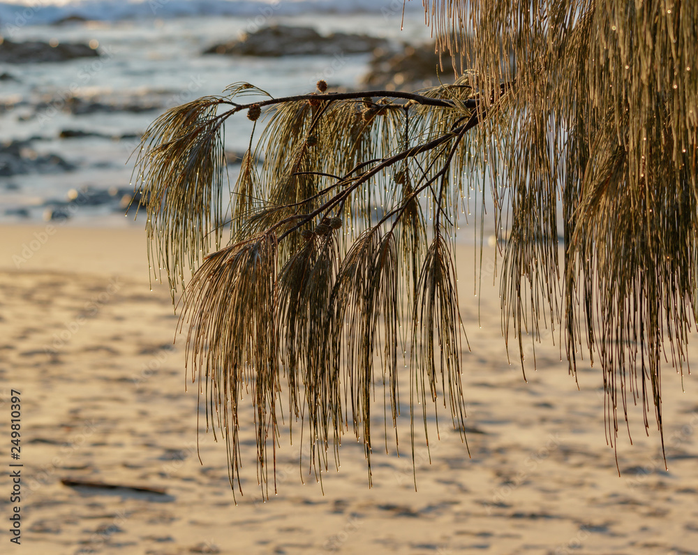Beach water drops on pine needles Beach water drops on pine needles