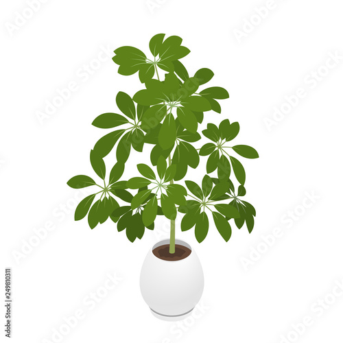 Potted indoor, office and house plant. A schefflera in a pot. Isometric vector illustration