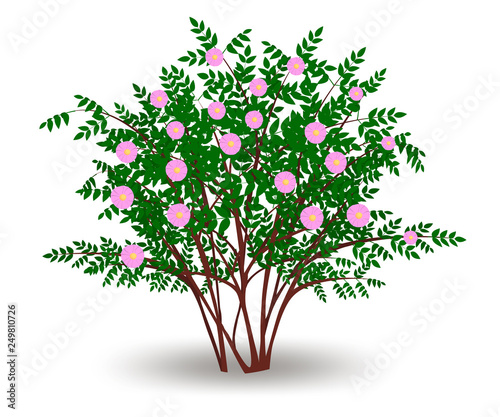 Rosehip blooming with pink flowers, deciduous shrub during flowering period. Isolated on white background vector illustration.