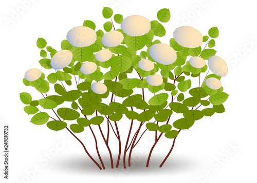 Hydrangea multiflora with caps of flowers. deciduous shrub during flowering. Isolated on white background vector illustration.