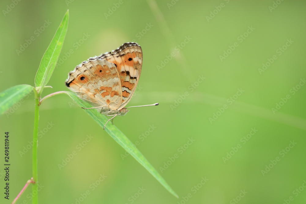 natural butterfly with beautiful color background natural butterfly with beautiful color background
