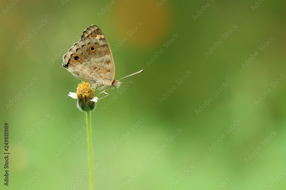 natural butterfly with beautiful color background