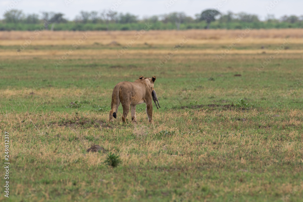 The Savuti Marsh Pride lions roam in the Chobe National Park Botswana. The Savuti Marsh Pride lions roam in the Chobe National Park Botswana.