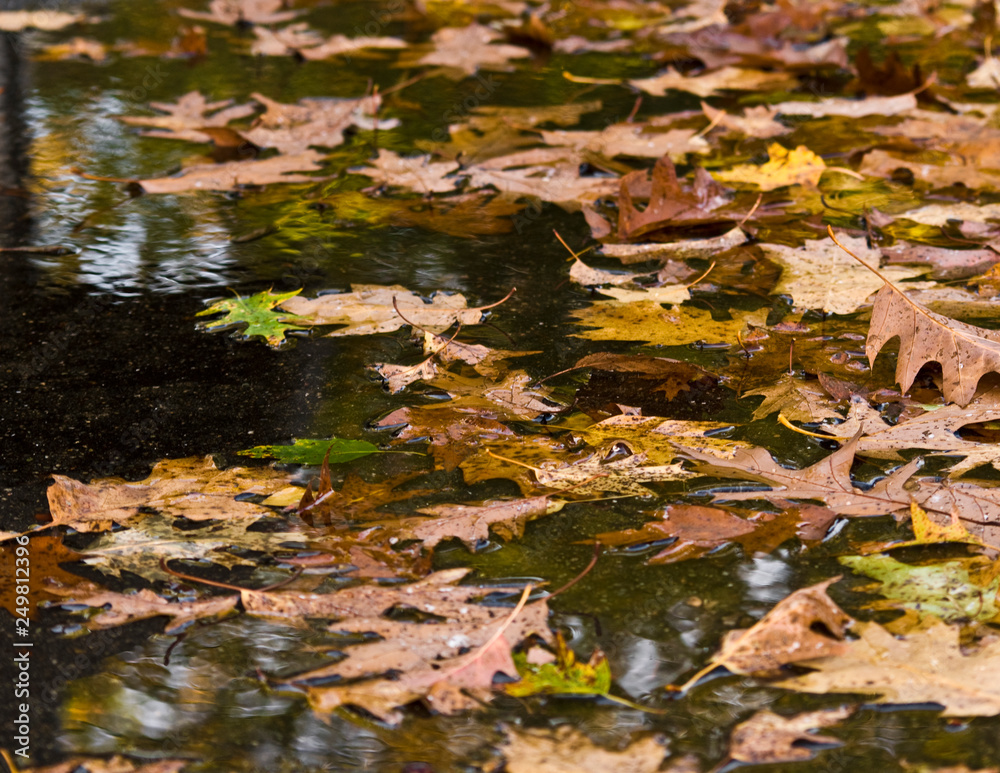 Floating Fall Leaves Floating Fall Leaves
