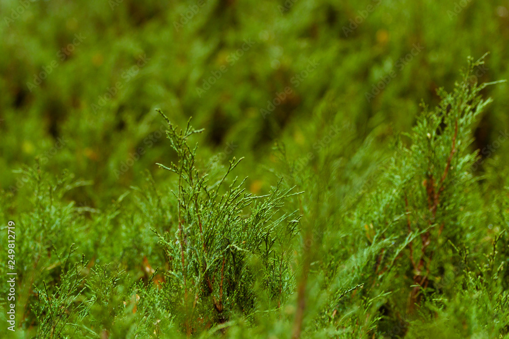 Evergreen shrub slope