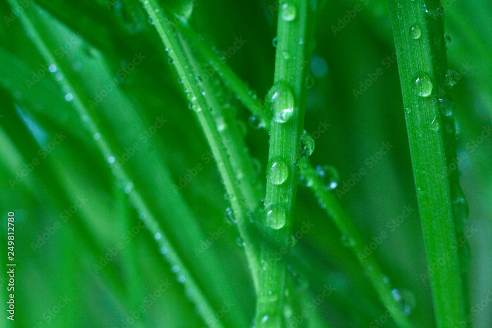 drops of dew on the stem of wheat drops of dew on the stem of wheat