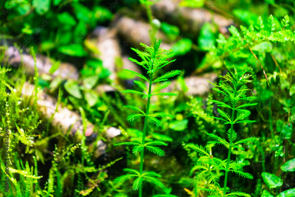 Marsh plants in the tropics Marsh plants in the tropics