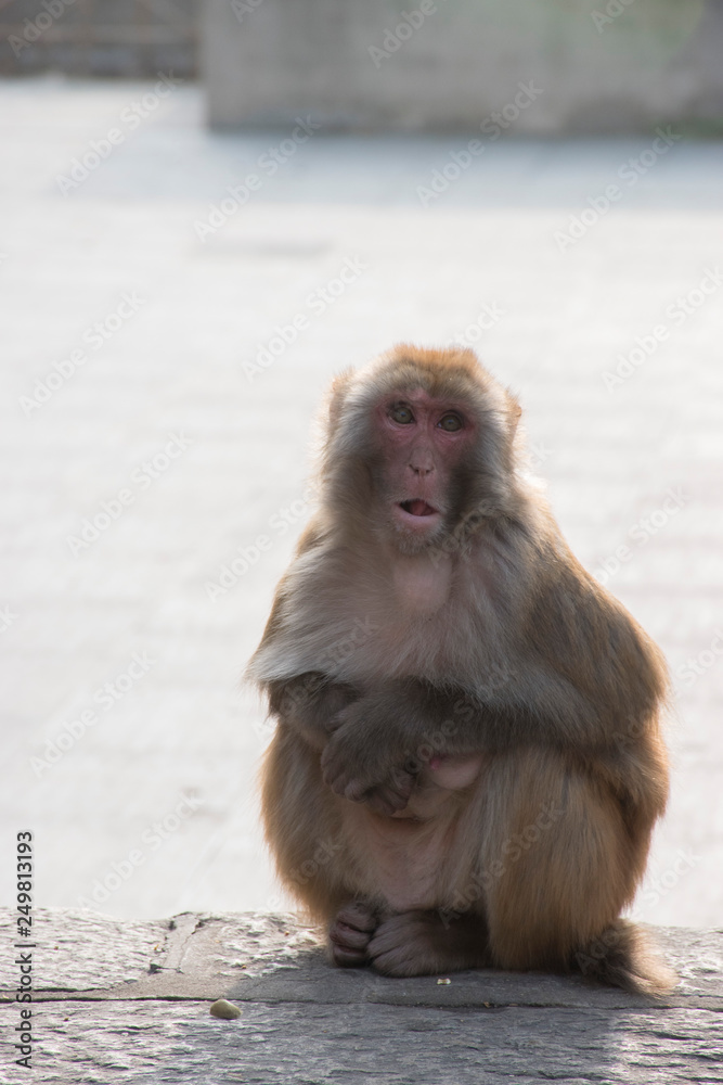 Naklejka premium Primates in the park in China