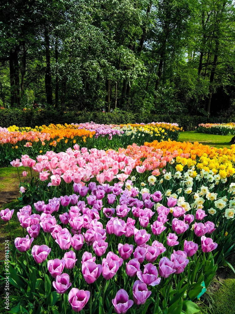 Blooming multicolor tulips in spring garden of Netherlands.
