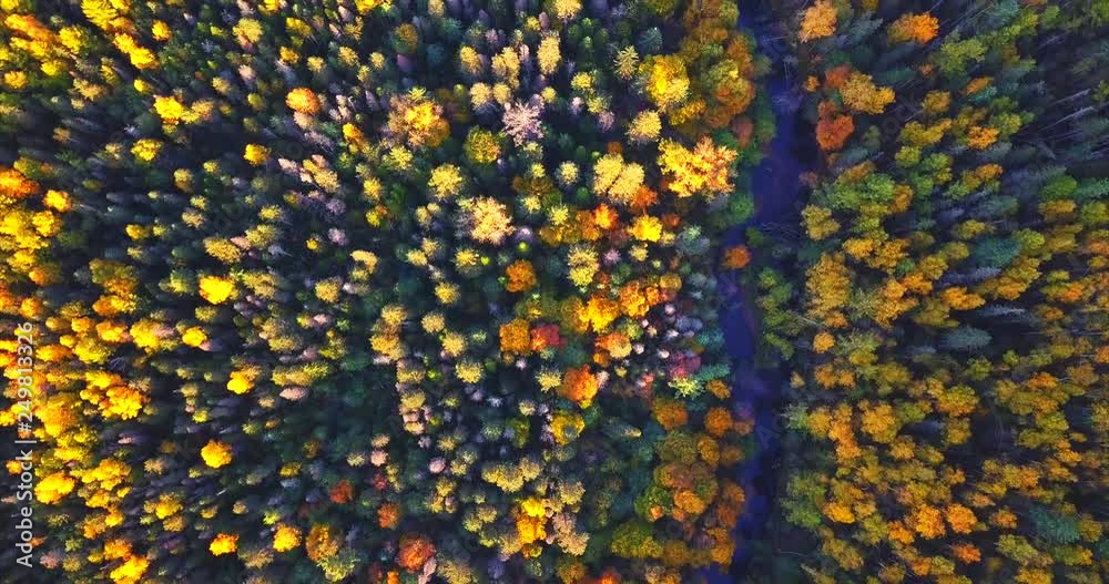 Breathtaking top aerial view of the autumn forest and Columbe river flowing among the trees. Sikhote-Alin Nature Reserve for the endangered Siberian tiger founded in 1935 in Russia Breathtaking top aerial view of the autumn forest and Columbe river flowing among the trees. Sikhote-Alin Nature Reserve for the endangered Siberian tiger founded in 1935 in Russia