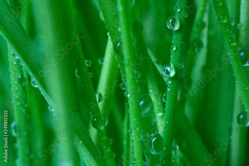 drops of dew on the stem of wheat