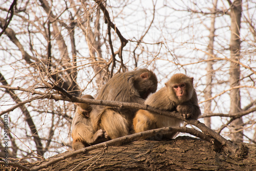 Primates family 