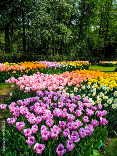 Blooming multicolor tulips in spring garden of Netherlands.
