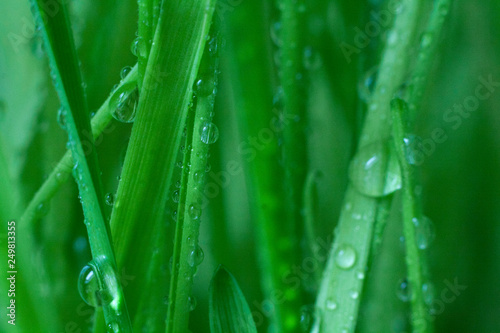 drops of dew on the stem of wheat