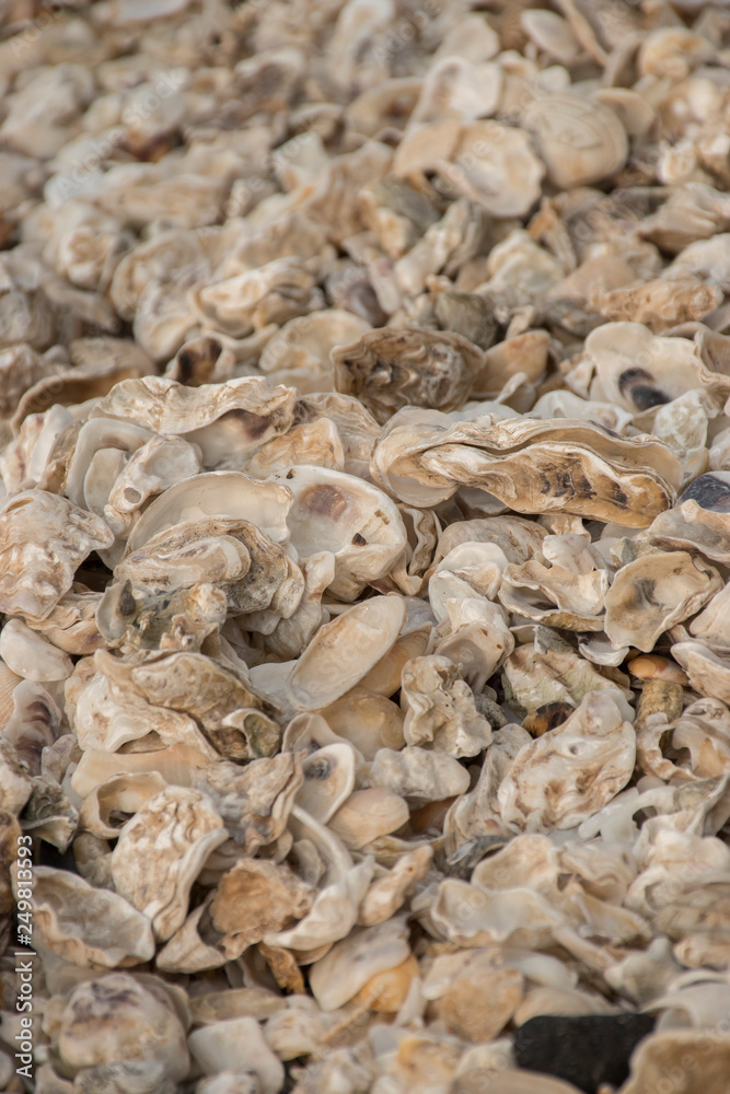 shells on the beach