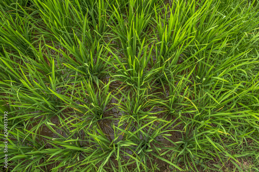 Top view of paddy plant in green color, Indonesia Top view of paddy plant in green color, Indonesia