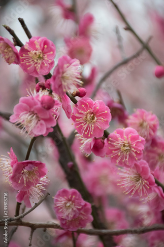 cherry blossom in chinese garden