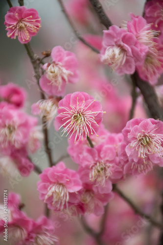 cherry blossom in chinese garden © Дмитрий Русалкин