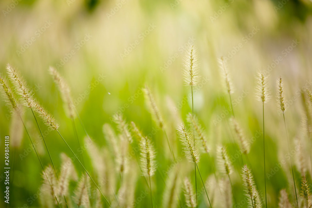 reed grass juicy green colored as grasses background