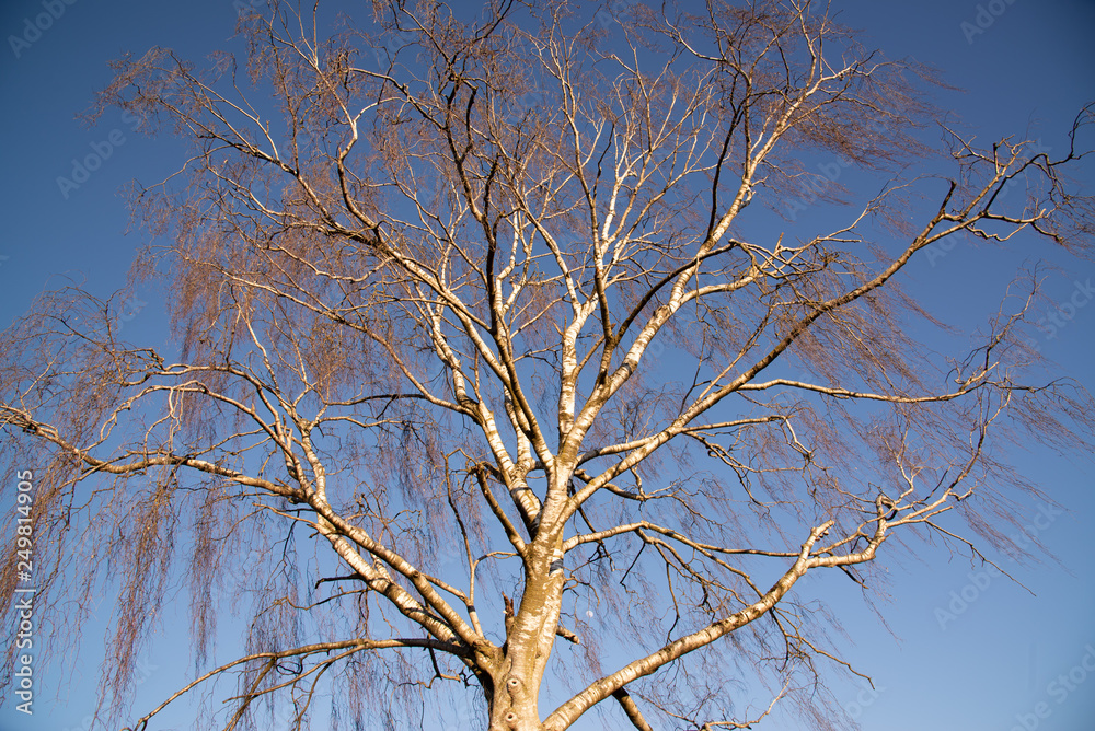 Erle in der Wintersonne