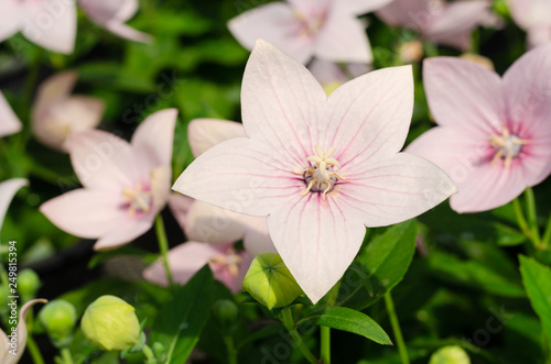 Platycodon grandiflorus or balloon flower close up in the garden