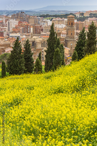 Rapeseed flowers and cathedral tower in Tudela, Spain