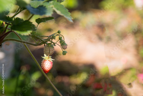 Little red strawberries in farm  Fresh strawberries growth on tree