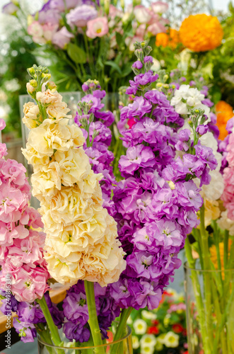 bouquet of Hoary stock or matthiola incana flower
